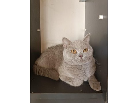 3 dışı 1 erkek yetişkin british shorthair