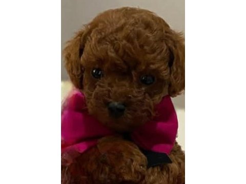 Teacup toy poodle yüzde yüz ırk ve sağlık garantili