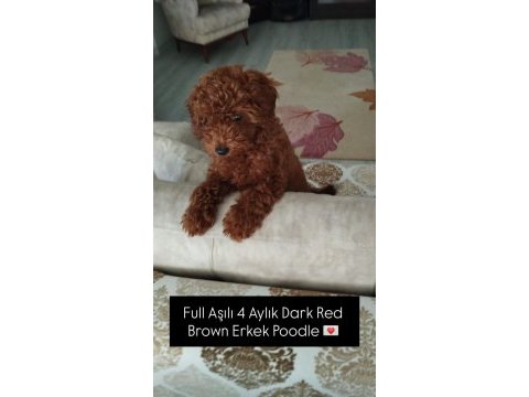 Podell_ankara sizin için seçtiği özel yavru köpekler