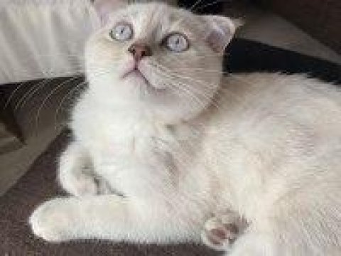 Silver scottish fold