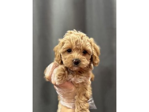 Mini mini maltipoo bebekler