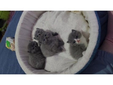 Purebred breed kittens british shorthair