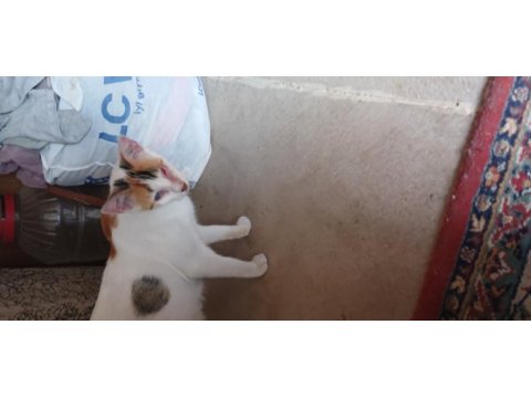 Sokaktan bulduğumuz kediyi sahiplendiriyoruz
