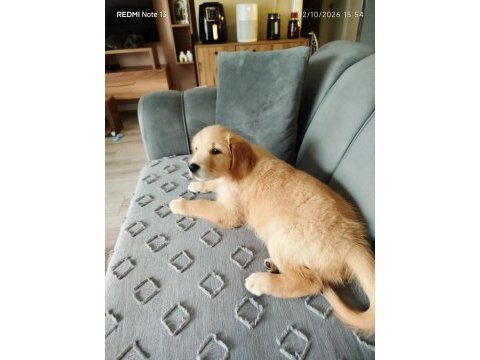 Golden retriever şila kızımız