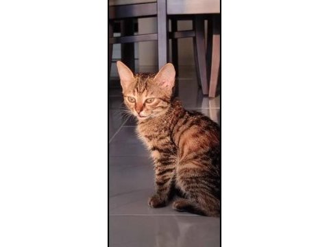 3,5 aylık tekir kedimiz