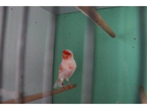 Agat opal saten al mozaik takım kuşlar