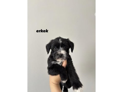 45 günlük morkie yavrular - evden sağlıklı bebekler