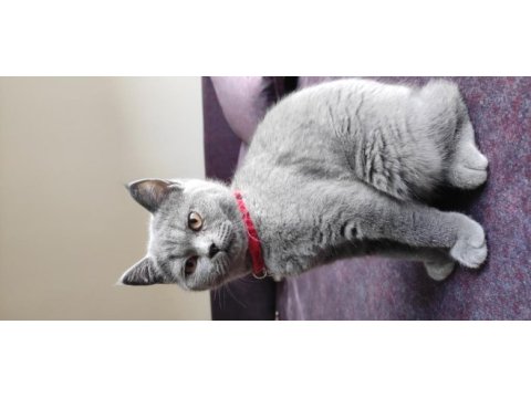 British shorthair /eskişehir