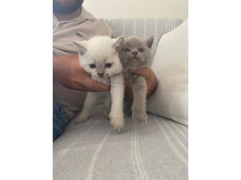 3 beyaz 1 gri british yavruları