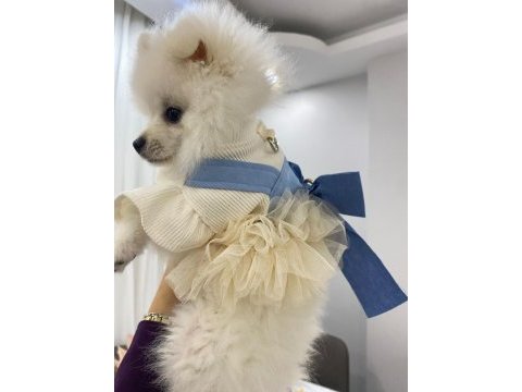 Pomeranian yavru 7 aylık