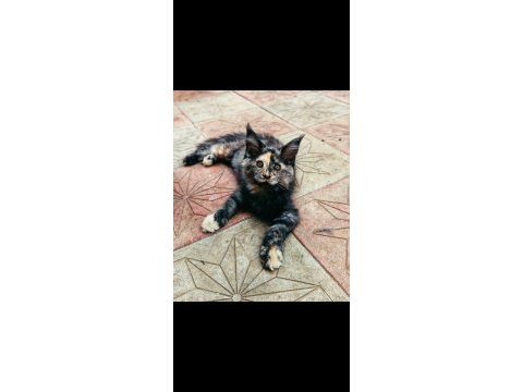 Mainecoon