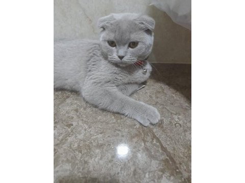 Scottish fold dişi yavru