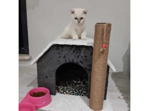 2 aylık scottish fold bebeklerimiz sahiplerini bekliyor
