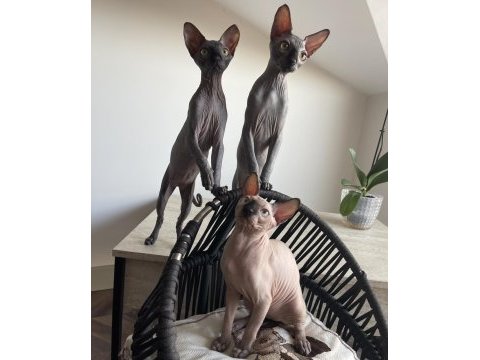 Tüysüz canada sphynx yavru