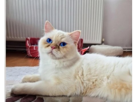 Nadir renginden red point kedimiz