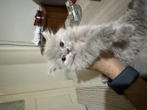 Orjinal ırk british longhair