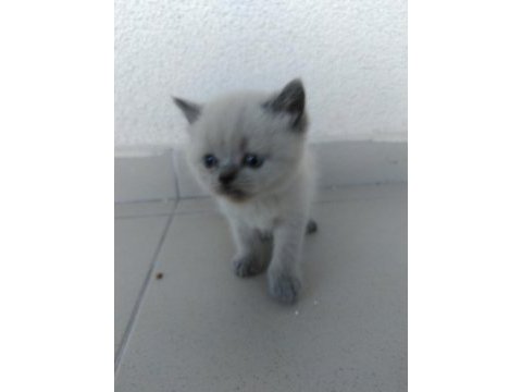 Yeni yavru kedimiz yuvamız