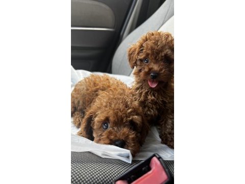Toy poodle yavrular