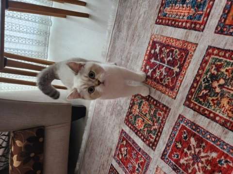 British shorthair tatlı yavrumuz