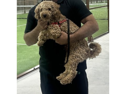 Sevecen toy poodle 12 aylık