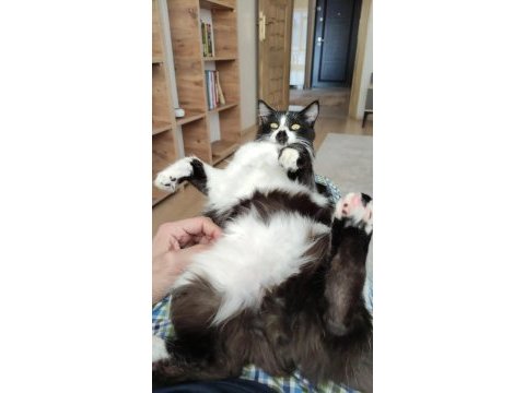 Smokin (tuxedo cinsi) kedimiz