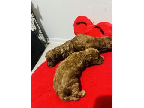 Gerçek bir toy poodle