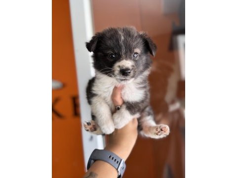 Muhteşem border collie bebekler