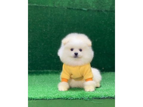 Orjinal pomeranian