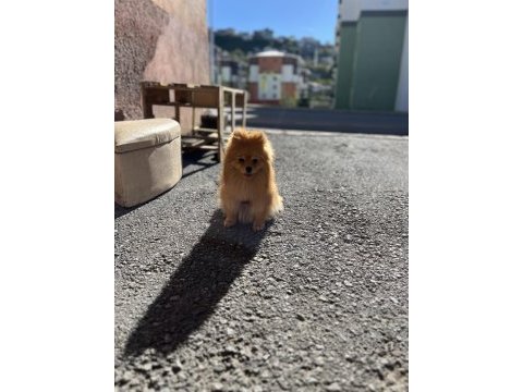Pomeranian dişi 1 yaşında