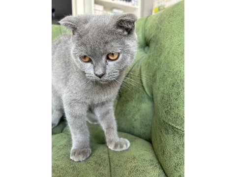 Scottish shorthair
