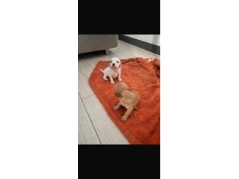 English cocker yavrularımız sahiplendirilecektir