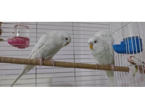 Damızlık kırmızı göz saf kan albino muhabbet kuşu