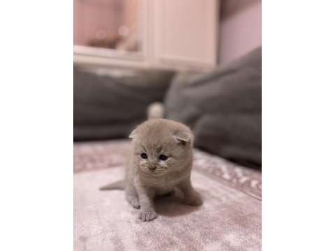 1 aylık scottish fold yavrular