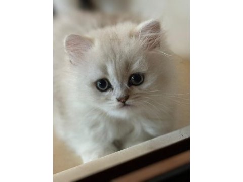 Çok tatlı, safkan british longhair erkek yavru