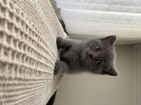 British shorthair bebekler yeni ailelerini bekliyor