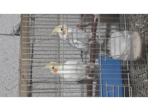 Kendim evde beslemekteyim ele alıştırmak için hazır kuşlar