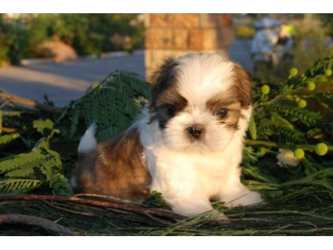 Üreticiden shih tzu yavrular