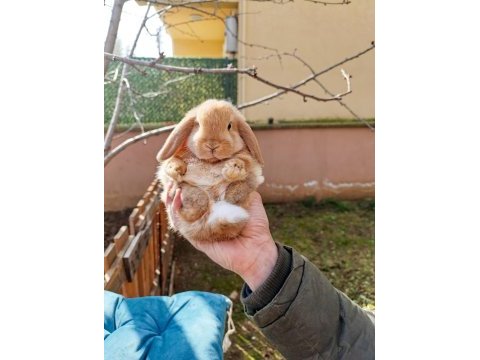 1+1 hollanda mini lop tavşanı yavrular