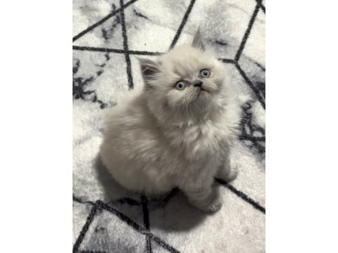 British longhair kedisi (bleupoint)