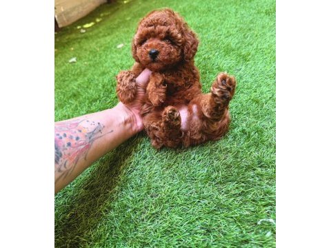Show kalite kore redbrown toy poodle yavrularımız