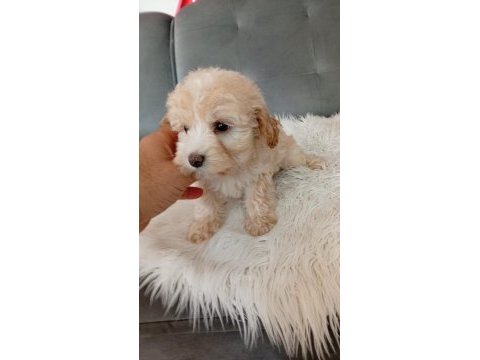 Ev ortamında büyümüş olan minik köpekler