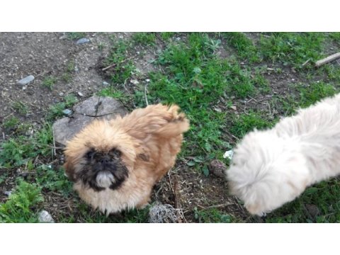 4 aylık shih tzu yavrular