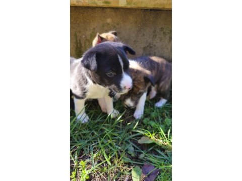 Basenji cins yavru köpekler özel ırk türkiyede yoktur