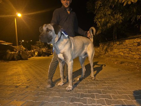 10 aylık erkek kangal dev yavru
