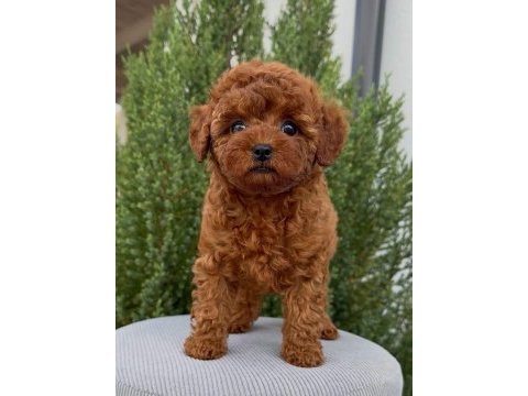 Kore kan red brown toy poodle