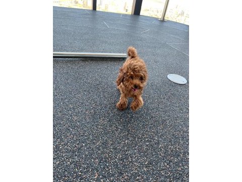 5 aylık poodle yavrumuz lidya