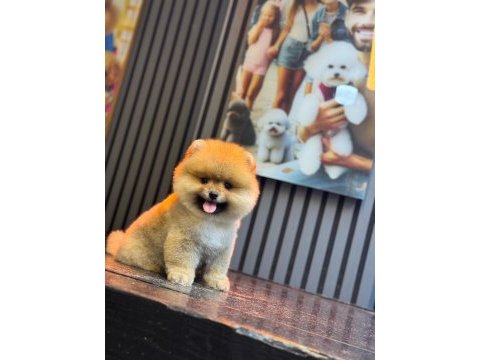 Pomeranian boo köpekler