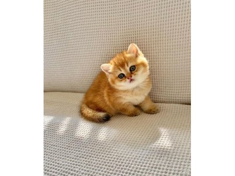 Safkan golden ny12 zümrüt gözlü dişi bebek kedimiz