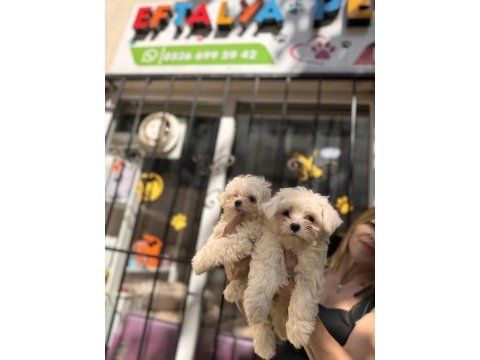 Kg garantili küçük boy maltese