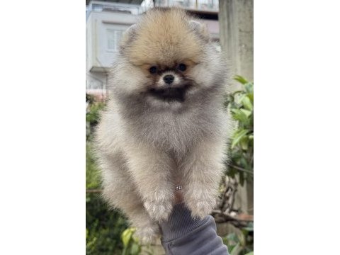 Üst kalite ayıcık surat pomeranian boo